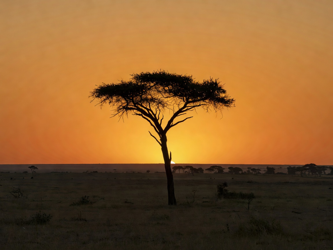 Acacia tree silhouette against a deep orange equatorial sunset on the Masai Mara plains